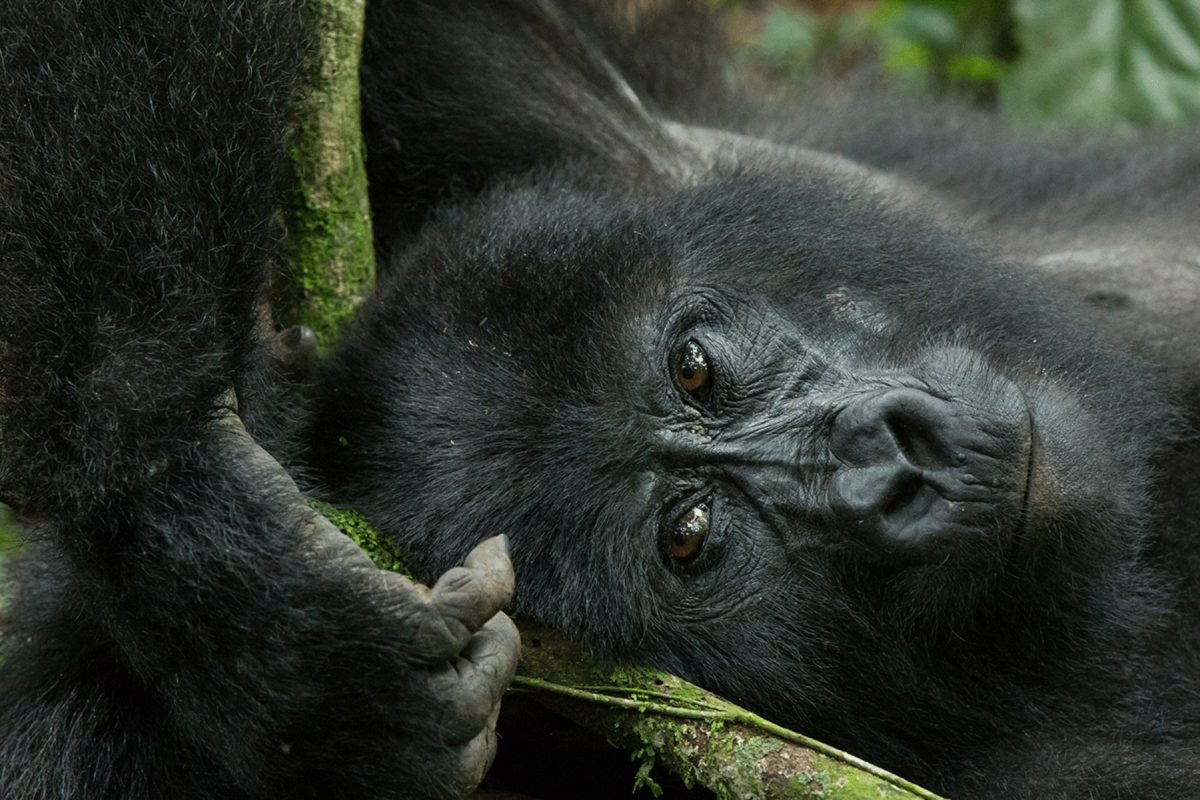 Rwanda Uganda Gorilla Safaris