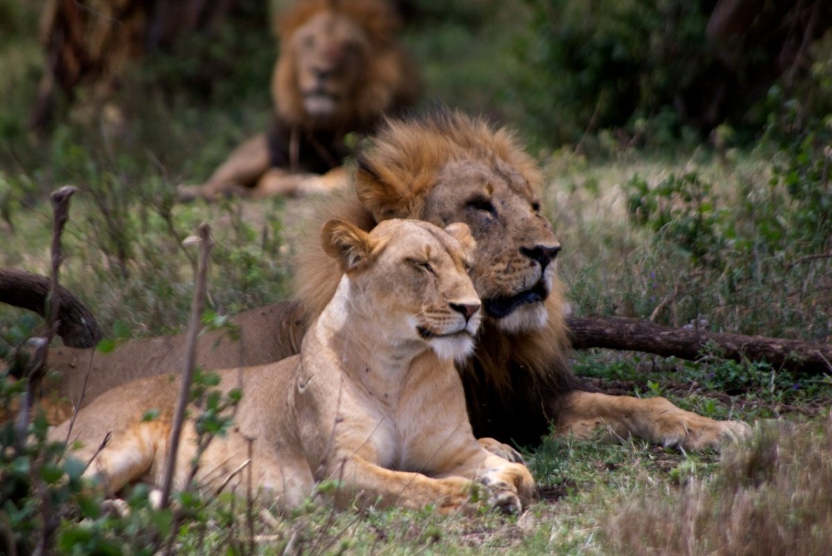 10 Day Uganda Safari