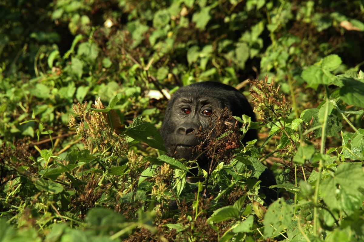 Rwanda Uganda Gorilla Safaris
